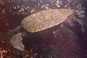 galapagos meeresschildkröte